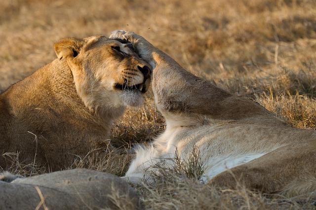 154 Okavango Delta, leeuwen.jpg
